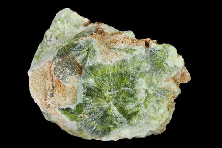 Radiating, Green Wavellite Crystal Aggregation - Arkansas #135966